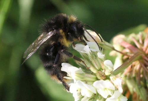 Bombus soroeensis proteus